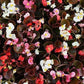 Bedding Plant Flowering Wax Begonia
