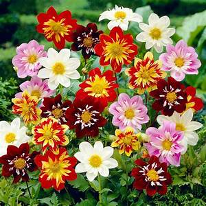 Bedding Plant Flowering Dahlia Mix