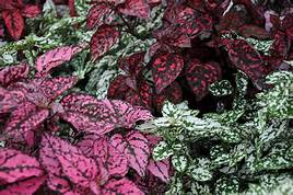 Bedding Plant Flowering Hypoestes Polka Dot Plant