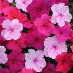 Bedding Plant Flowering Impatiens