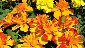 Bedding Plant Flowering Marigold