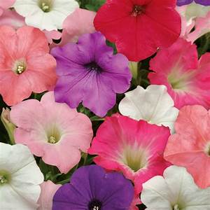 Bedding Plant Flowering Petunia