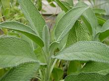 Bedding Plant Herbs