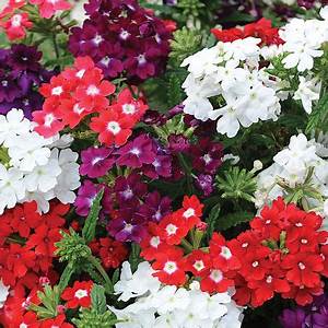 Bedding Plant Flowering Verbena