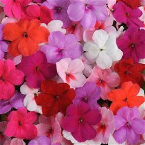 Bedding Plant Flowering Vinca