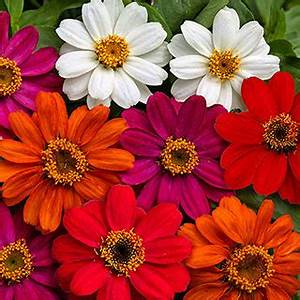 Bedding Plant Flowering Zinnia