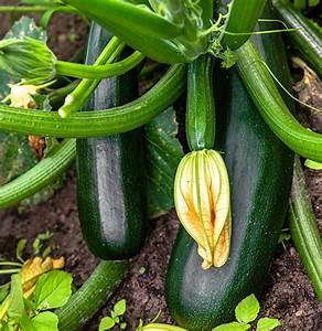 Bedding Plant Vegetable Vines