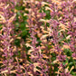 Proven Winners® Meant to Bee™ Queen Nectarine - Anise Hyssop
