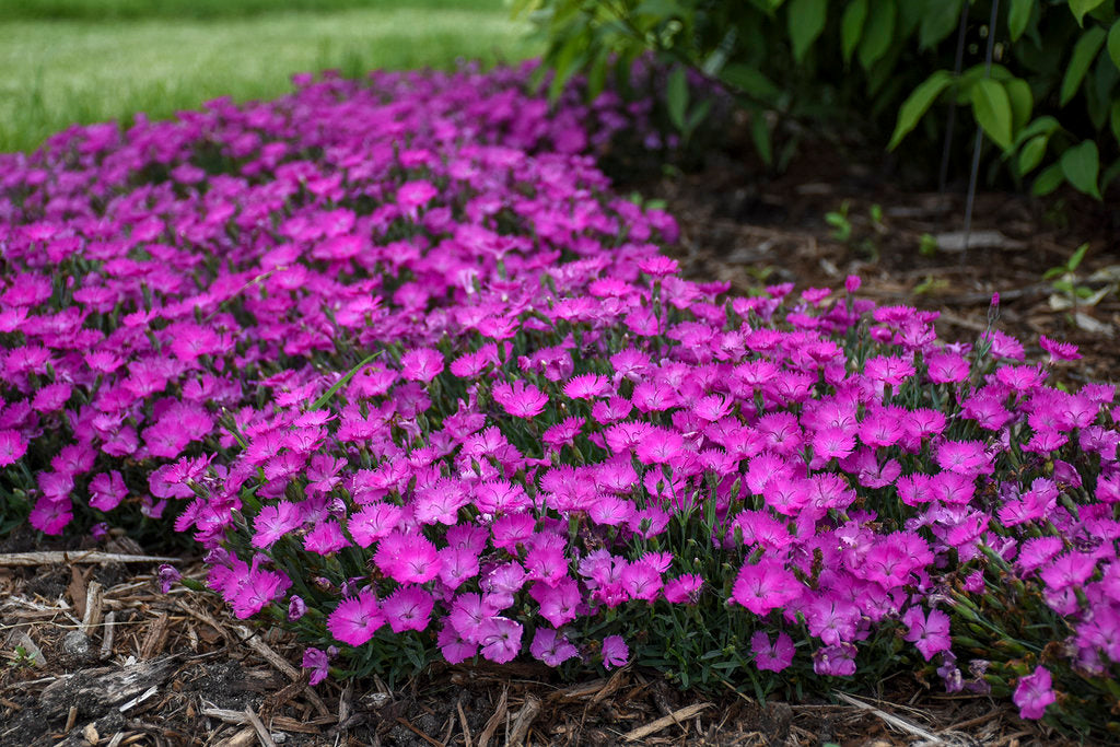 Proven Winners® 'Paint the Town Fuchsia' Pinks Dianthus Hybrid