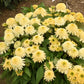 Proven Winners® Double Coded™ 'Butter Pecan' Coneflower