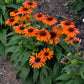 Proven Winners® Color Coded® 'Orange You Awesome' Coneflower