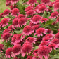 Proven Winners® Double Coded™ 'Raspberry Beret' Coneflower