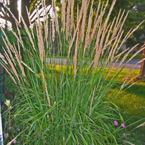 Proven Winners® - Perennials  Ornamental Grasses
