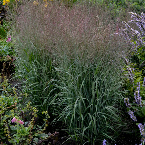 Proven Winners® - Perennials  Ornamental Grasses