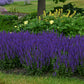 Proven Winners® - Perennials Salvia, Color Spires® 'Violet Riot'