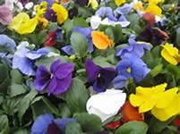Bedding Plant Flowering Pansy