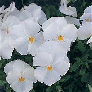 Bedding Plant Flowering Pansy