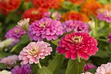 Bedding Plant Flowering Zinnia