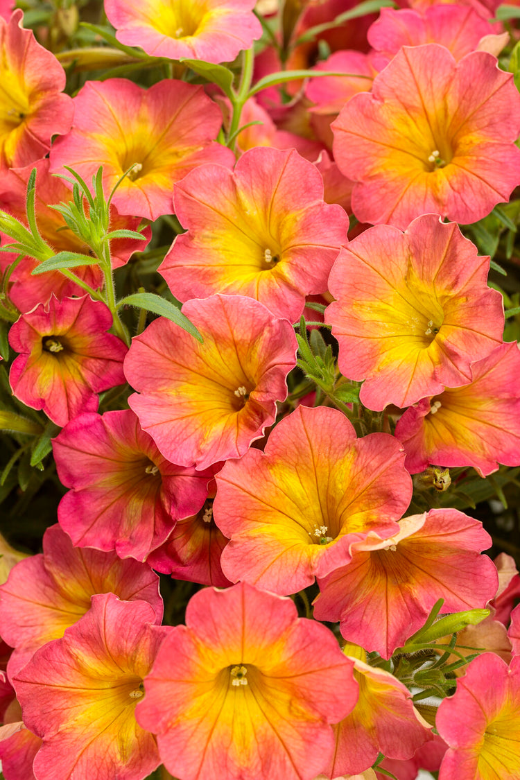New! 2023 Proven Winners® - Annuals
