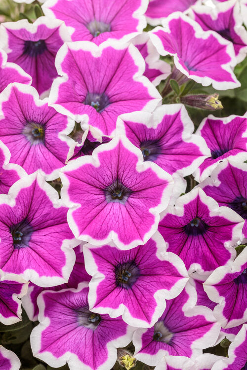 Proven Winners® Annuals - Supertunia® 4.5"