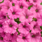 Proven Winners® Annuals - Supertunia® 4.5"