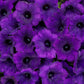 Proven Winners® Annuals - Supertunia® 4.5"