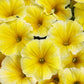 Proven Winners® Annuals - Supertunia® 4.5"