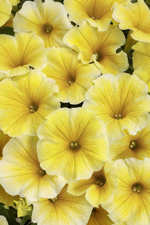 Proven Winners® Annuals - Supertunia® 4.5"
