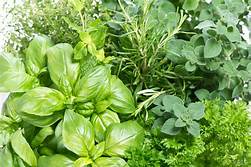 Bedding Plant Herbs