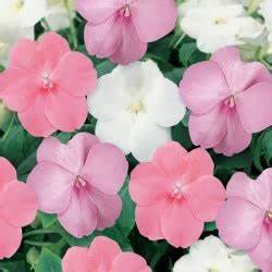 Bedding Plant Flowering Impatiens