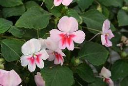 Bedding Plant Flowering Impatiens