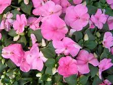 Bedding Plant Flowering Impatiens