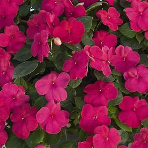 Bedding Plant Flowering Impatiens