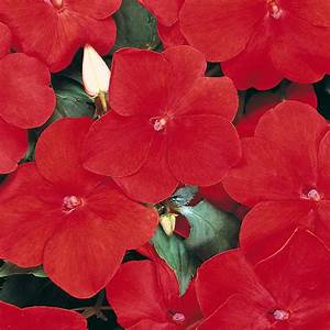 Bedding Plant Flowering Impatiens