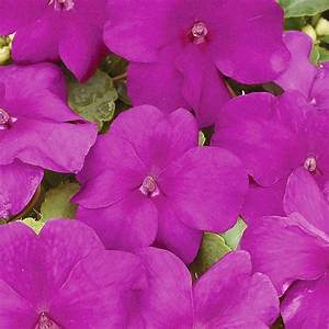 Bedding Plant Flowering Impatiens