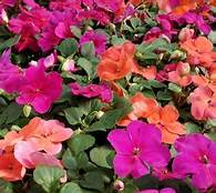 Bedding Plant Flowering Impatiens