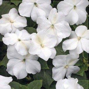 Bedding Plant Flowering Impatiens