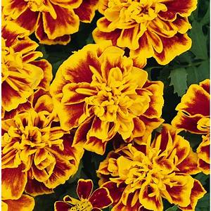Bedding Plant Flowering Marigold