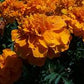 Bedding Plant Flowering Marigold