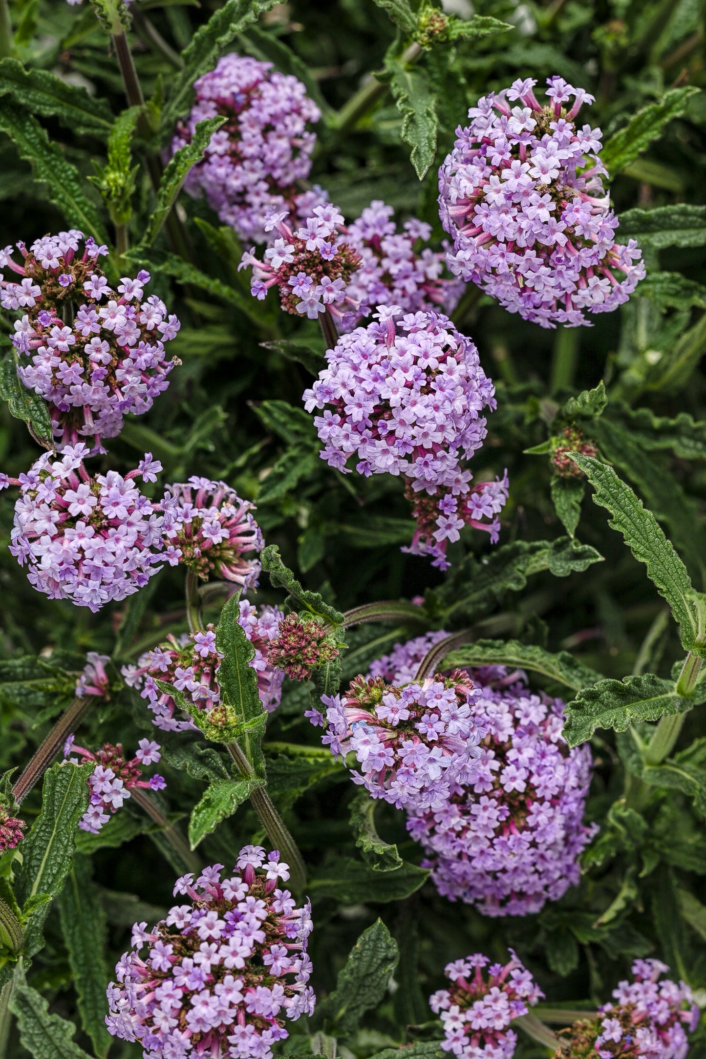 Proven Winners® Annuals - Verbena Meteor Shower®