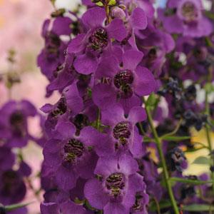 4.5" Annual Nature's Finest™ - Archangel™ Angelonia