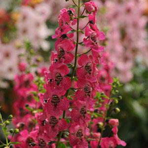 4.5" Annual Nature's Finest™ - Archangel™ Angelonia