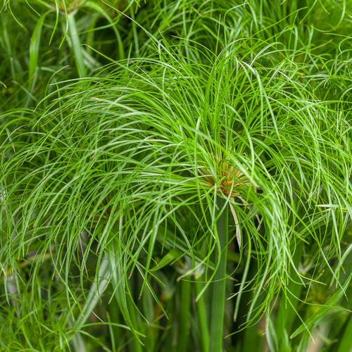 Proven Winners® Annuals - Cyperus, Prince Tut