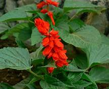 Bedding Plant Flowering Salvia