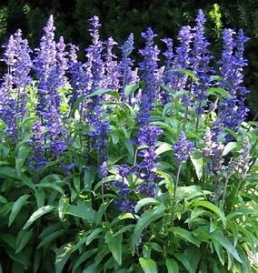 Bedding Plant Flowering Salvia