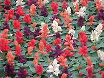 Bedding Plant Flowering Salvia