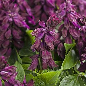 Bedding Plant Flowering Salvia