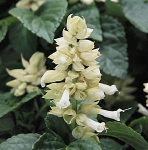 Bedding Plant Flowering Salvia