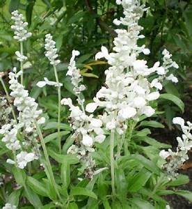 Bedding Plant Flowering Salvia