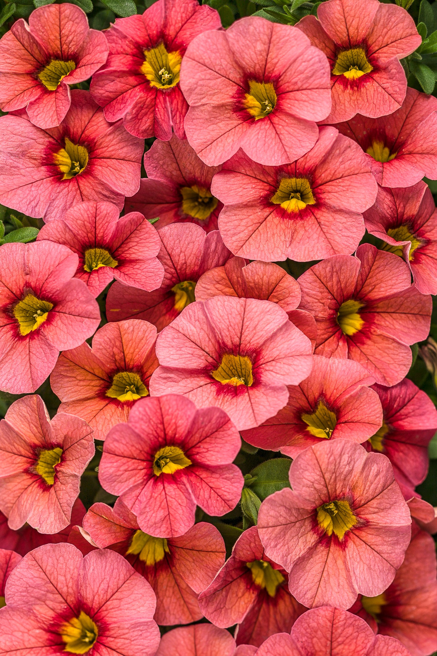 Proven Winners® Annuals - Calibrachoa Superbells® 4.5"